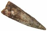Fossil Spinosaurus Tooth - Real Dinosaur Tooth #345450-1